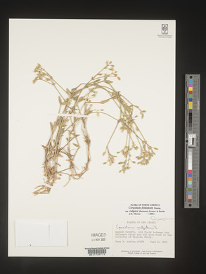 Cerastium fontanum image