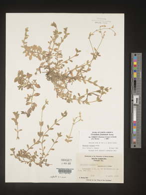 Cerastium fontanum image
