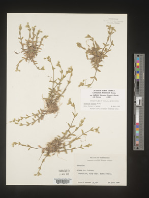 Cerastium fontanum image