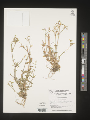 Cerastium fontanum image
