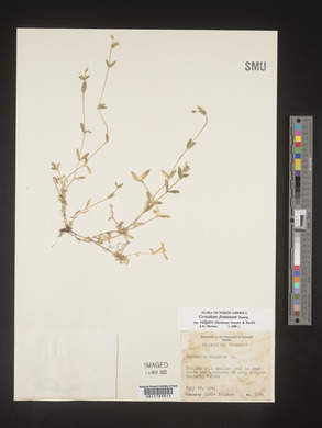 Cerastium fontanum image