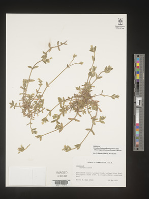 Cerastium fontanum image