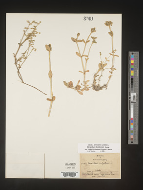 Cerastium fontanum image