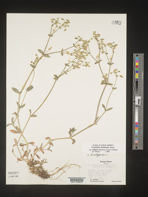 Cerastium fontanum image