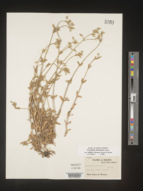 Cerastium fontanum image