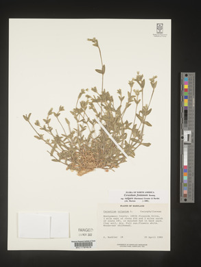 Cerastium fontanum image