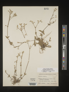 Cerastium fontanum image