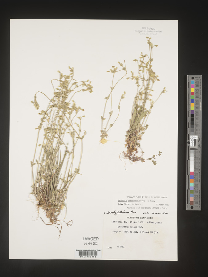 Cerastium brachypetalum image