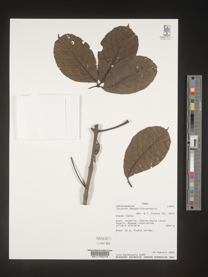 Caryocar amygdaliferum image