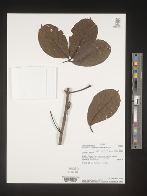 Media resource of Caryocar amygdaliferum