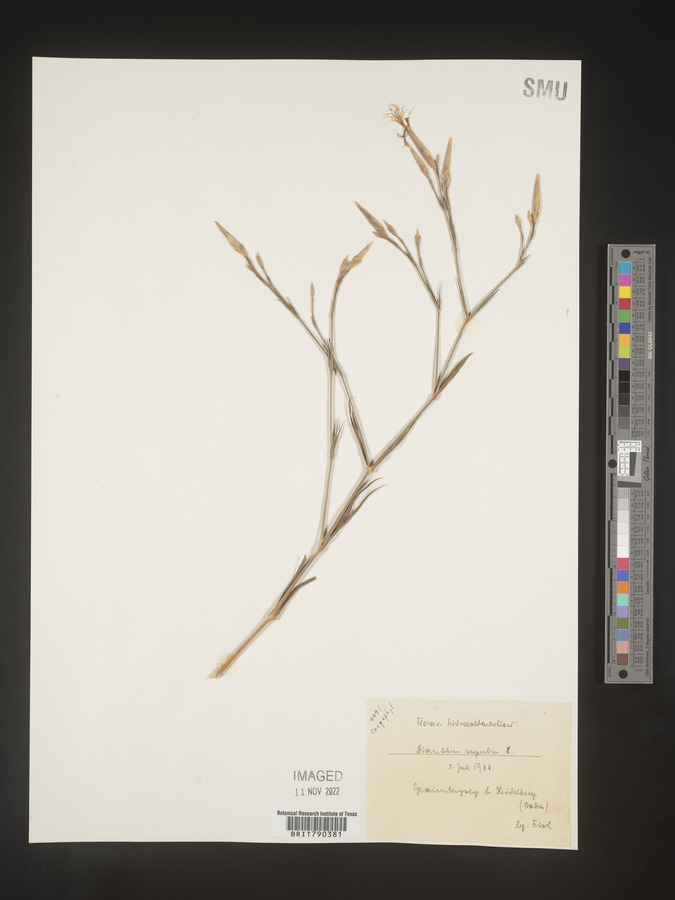 Dianthus superbus image