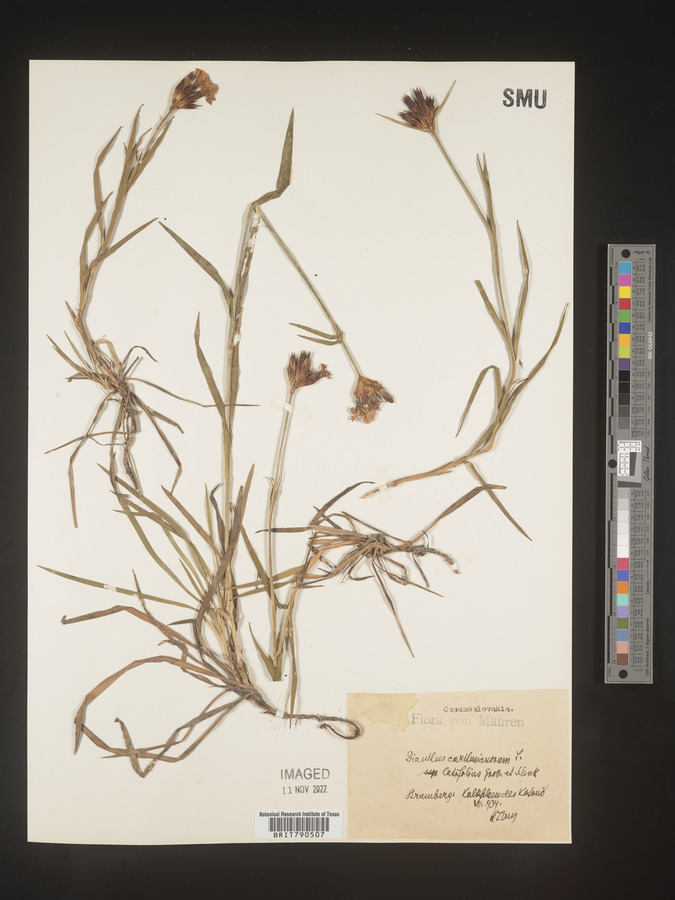 Dianthus carthusianorum image