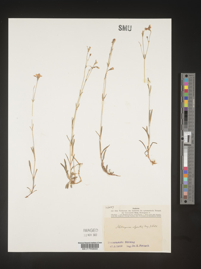 Heliosperma image