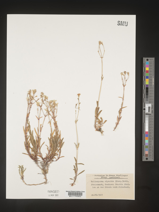 Heliosperma image