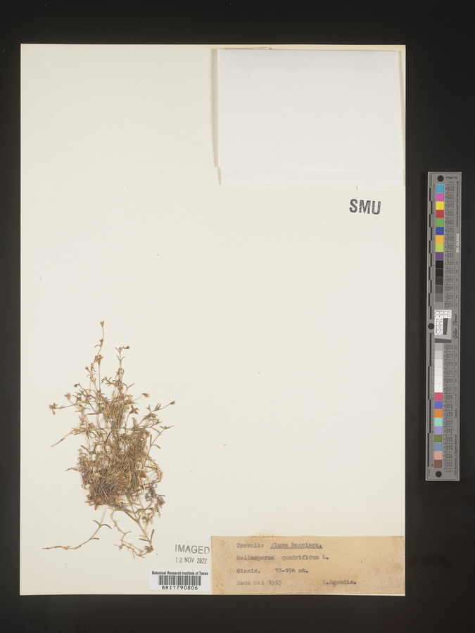 Heliosperma image
