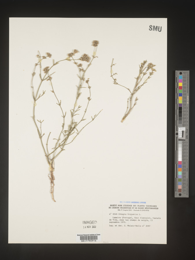 Ortegia image