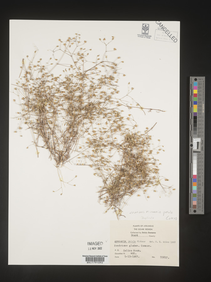 Mononeuria patula image