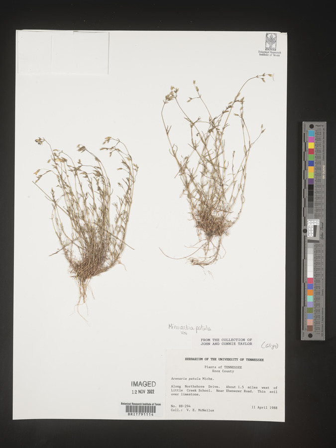 Mononeuria patula image