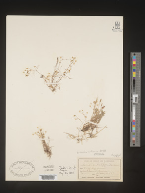 Sabulina californica image