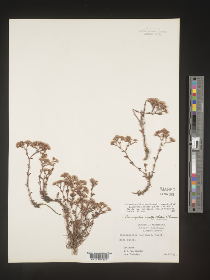 Paronychia erecta image