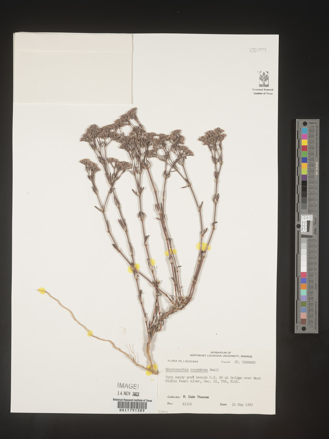 Odontonychia corymbosa image