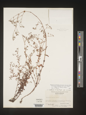 Paronychia baldwinii image