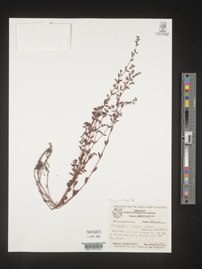Paronychia riparia image