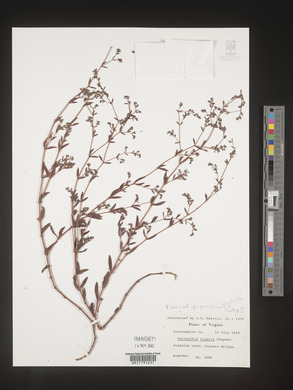 Paronychia riparia image