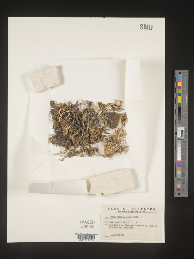 Pycnophyllum image