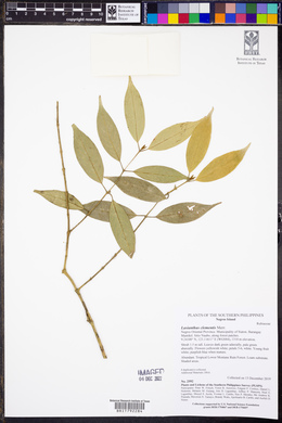 Image of Lasianthus clementis