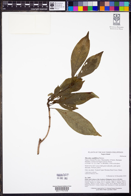 Image of Mycetia cauliflora