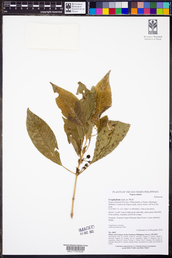 Urophyllum image