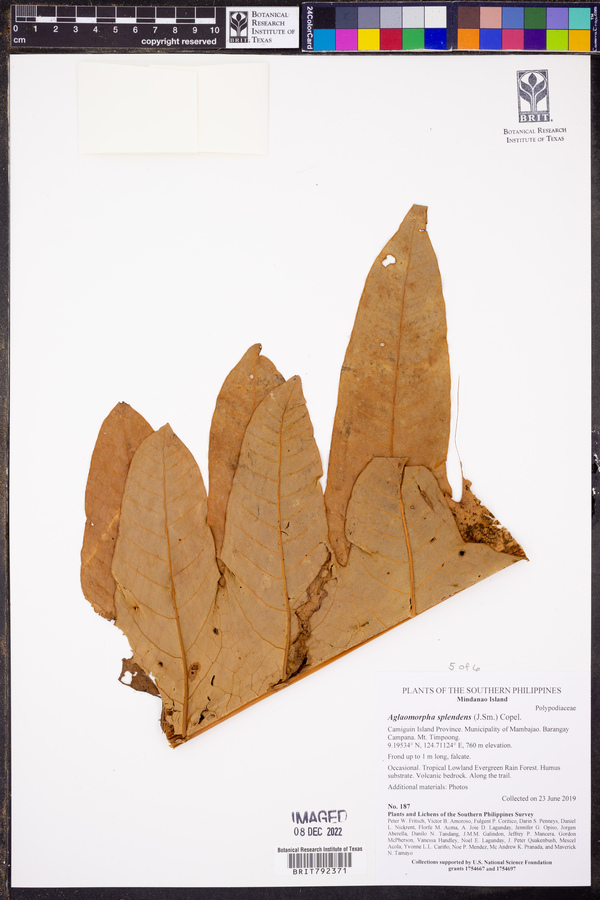 Aglaomorpha splendens image