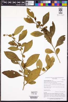 Solanum biflorum image