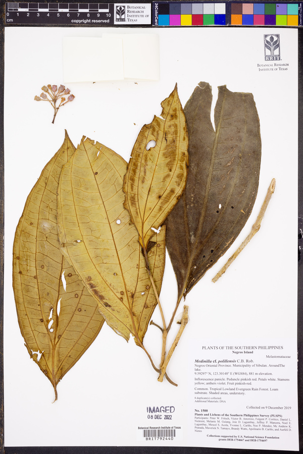 Medinilla polillensis image