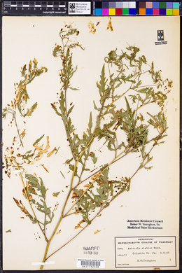 Ambrosia artemisiifolia var. elatior image