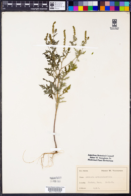 Ambrosia artemisiaefolia image