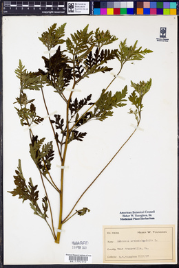 Ambrosia artemisiaefolia image