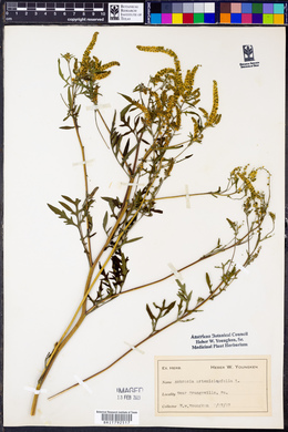 Ambrosia artemisiaefolia image