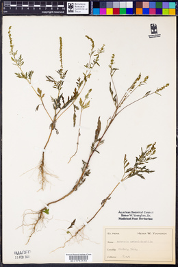 Ambrosia artemisiaefolia image