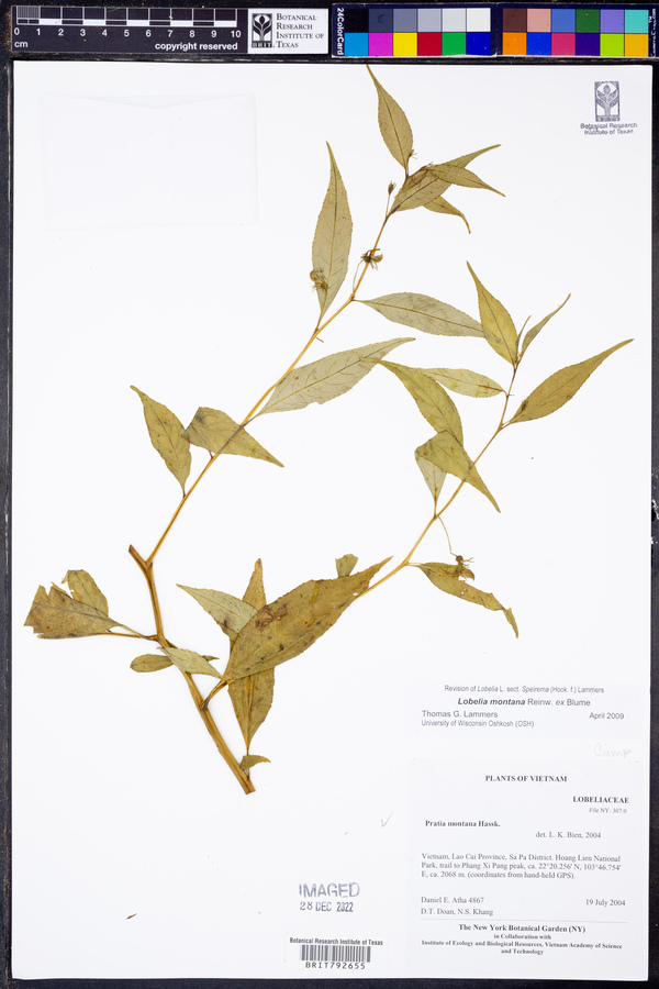 Lobelia montana image