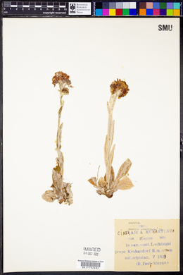 Image of Cineraria aurantiaca