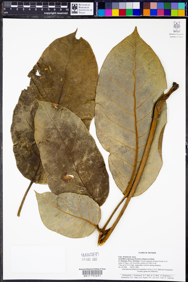 Schefflera delavayi image