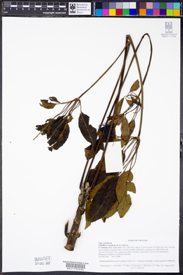 Schefflera heptaphylla image