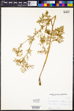 Chaerophyllum villosum image
