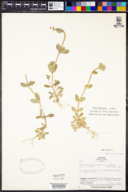 Cerastium fontanum var. angustifolium image