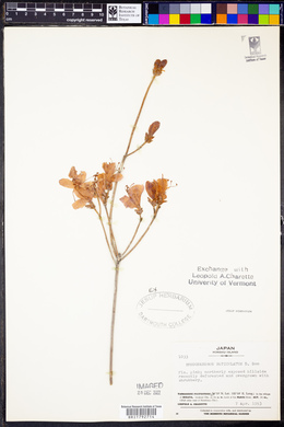 Rhododendron reticulatum image