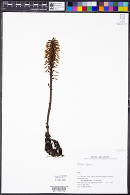 Image of Lathraea japonica