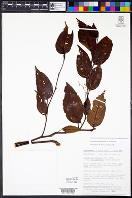 Perrottetia alpestris subsp. philippinensis image