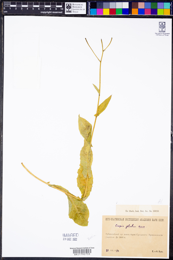 Crepis caucasica image